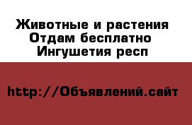 Животные и растения Отдам бесплатно. Ингушетия респ.